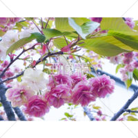 桜満開の無料写真