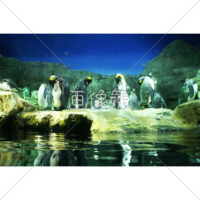 ペンギンの群れの写真