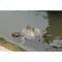 カメの無料(1)写真