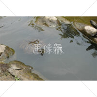 カメの無料(2)写真