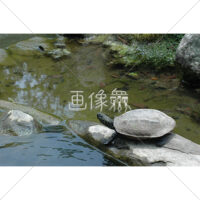 カメの無料(3)写真