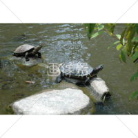 カメの無料(4)写真