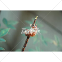 セミの抜け殻写真