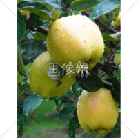 青りんごの写真素材