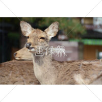 日にあたる鹿の写真