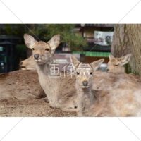 日にあたる鹿の群れの写真
