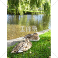 陽を浴びる鴨の群れ写真素材(4)