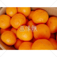 食べきれないほどたくさんのミカンの写真(2)