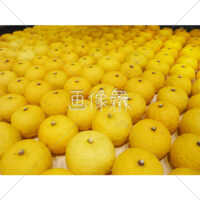 熟れておいしそうな黄色いゆずの写真(1)