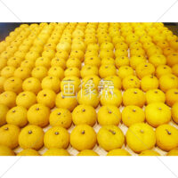 熟れておいしそうな黄色いゆずの写真(2)