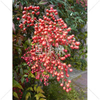 赤い実をつけた南天の樹の写真(1)