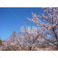 お花見日和の桜の写真(3)