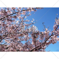 お花見日和の桜の写真(4)