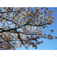 お花見日和の桜の写真(8)