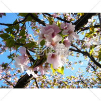 お花見日和の桜の写真(10)