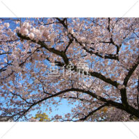お花見日和の桜の写真(11)