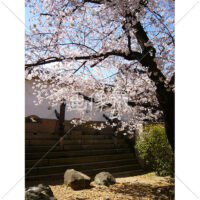 お花見日和の桜の写真(12)