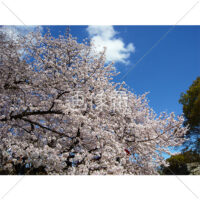 お花見日和の桜の写真(13)