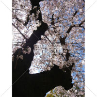 お花見日和の桜の写真(14)