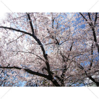 お花見日和の桜の写真(15)