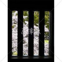 お花見日和の桜の写真(16)