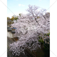 お花見日和の桜の写真(17)
