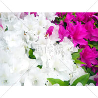 ピンクと白のつつじの写真