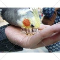人の手から餌を食べるオカメインコの写真(2)