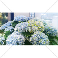 見ごろを迎えるあじさいの写真(1)