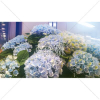 見ごろを迎えるあじさいの写真(2)