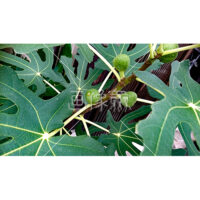 まだ熟していない禁断の果実いちじくの写真素材