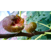 木になっている禁断の果実いちじくの写真素材