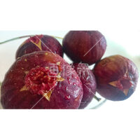 禁断の果実いちじくのアップ写真素材