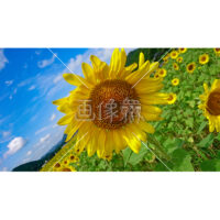 青空とひまわりの写真素材