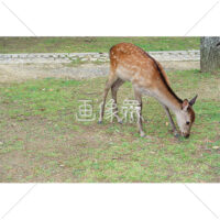 芝生の上で餌を探す鹿(2)の写真