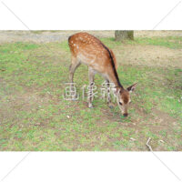 芝生の上で餌を探す鹿(3)の写真