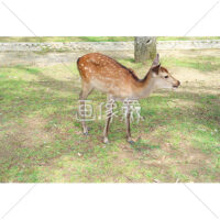芝生の上で餌を探す鹿(4)の写真