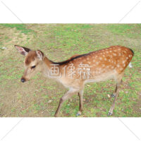 芝生の上で餌を探す鹿(5)の写真