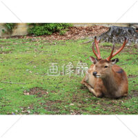 芝生の上でひなたぼっこをする鹿(4)の写真