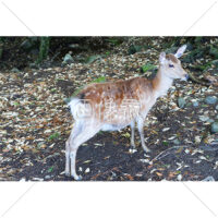 あさっての方向を見る鹿の写真