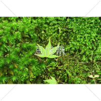 スギゴケの写真(1)