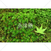 スギゴケの写真(2)