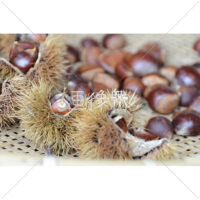 いが栗の写真(1)