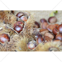 いが栗の写真(2)