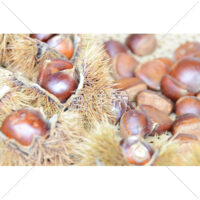 いが栗の写真(3)