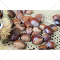 いが栗の写真(4)