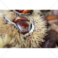 いが栗の写真(5)