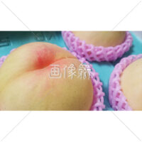 つやつやの桃の写真素材(1)