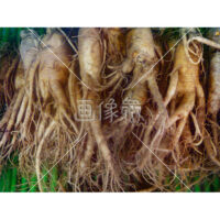 薬膳にかかせない高麗人参の写真素材