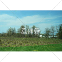 ぶどう畑の写真素材